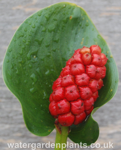 Calla_palustris_Water_Arum_or_Bog_Arum