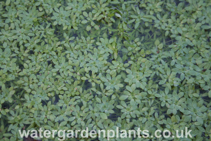 Callitriche_stagnalis_Common_Water_Starwort