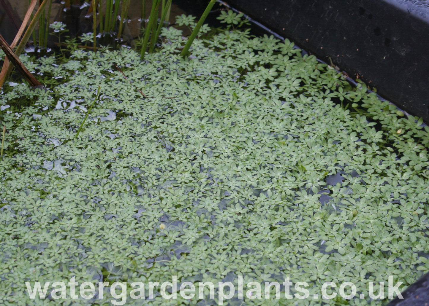 Callitriche_stagnalis_Common_Water_Starwort