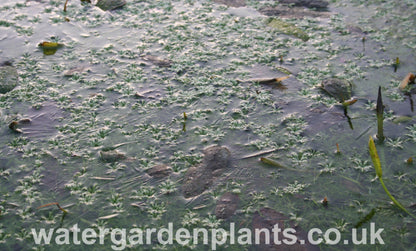 Callitriche stagnalis frozen in ice