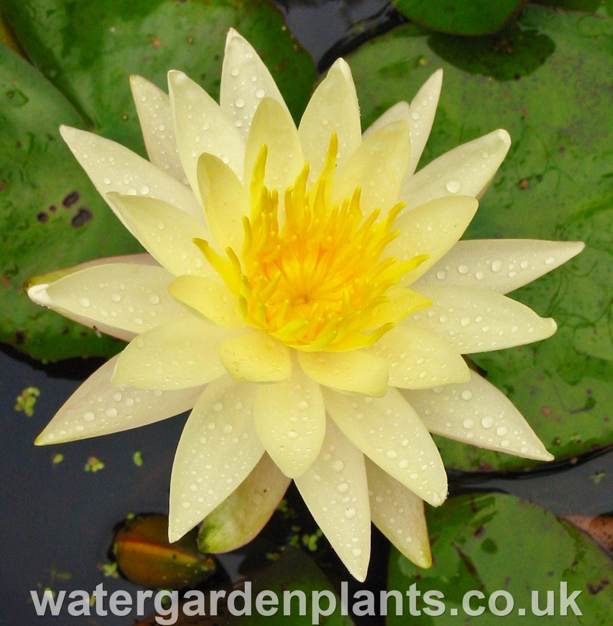 Waterlily Nymphaea 'Charlene Strawn'