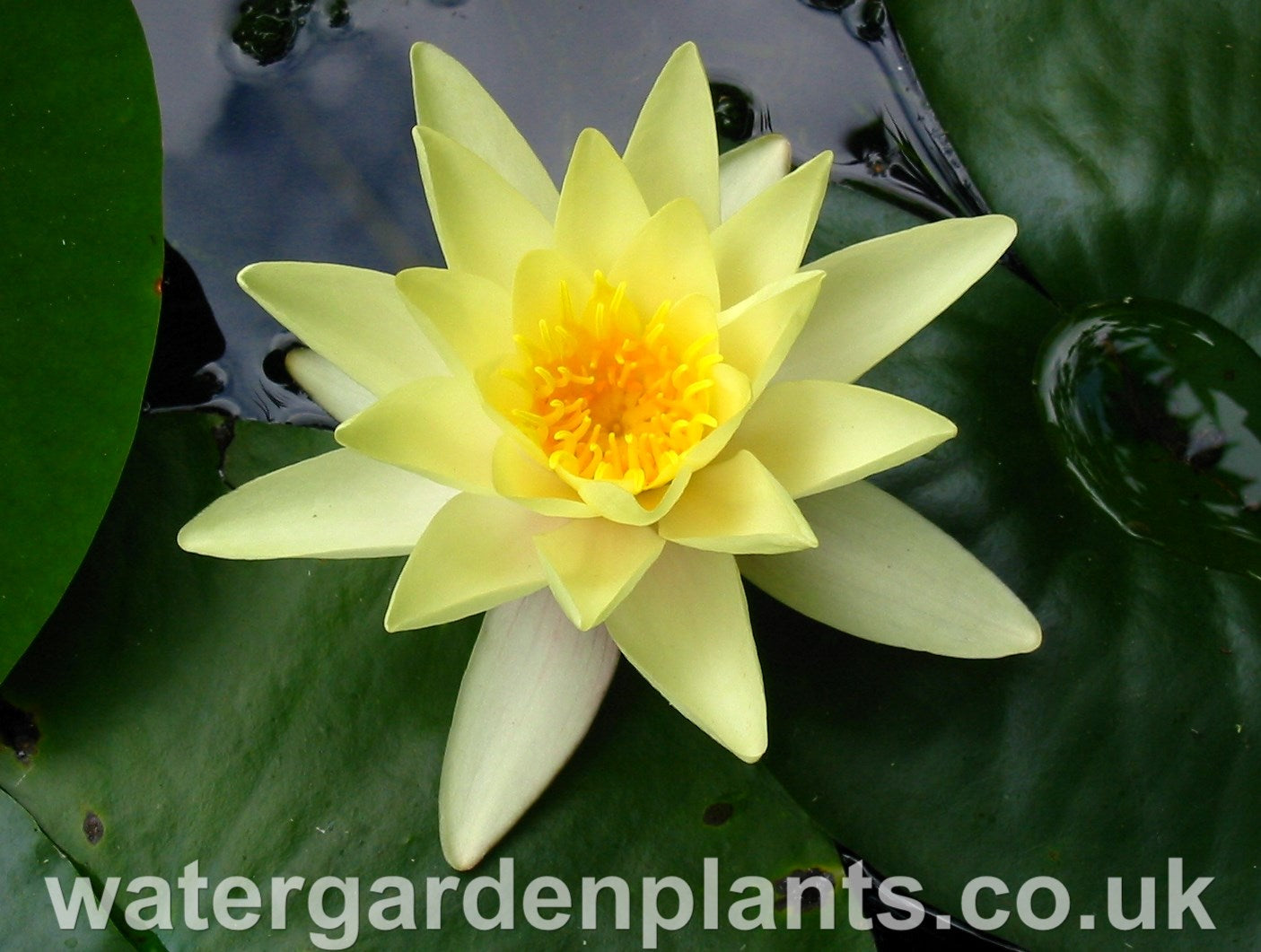 Waterlily Nymphaea 'Marliacea Chromatella'