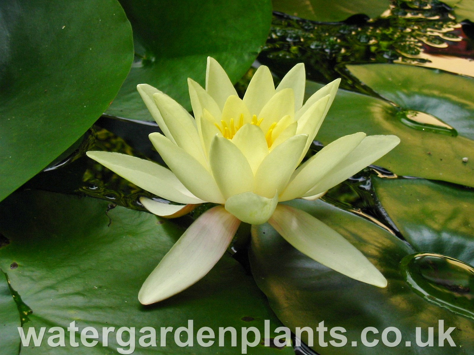 Waterlily Nymphaea 'Marliacea Chromatella'