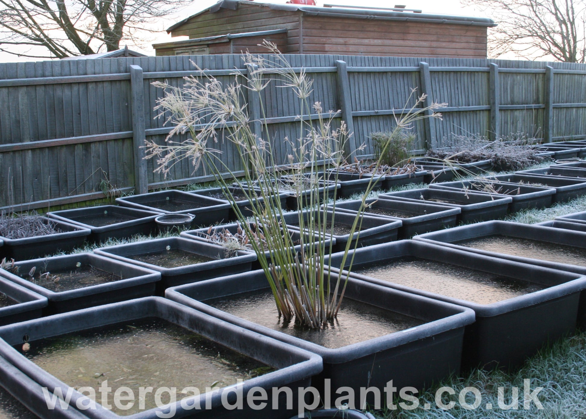 Cyperus giganteus - Mexican Papyrus, Hardy Papyrus, frozen into pond in winter