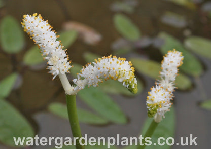 Aponogeton_desertorum_ or_krauseanus