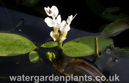 Water_Hawthorn_Aponogeton_distachyos