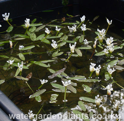 Water_Hawthorn_Aponogeton_distachyos