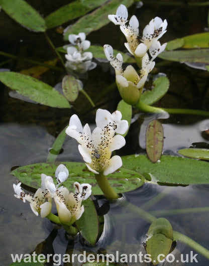 Water_Hawthorn_Aponogeton_distachyos