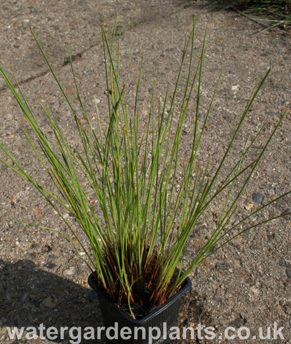 Eriophorum_vaginatum_Tufted_Cottongrass_or_Harestail_Cottongrass in pot without flowers