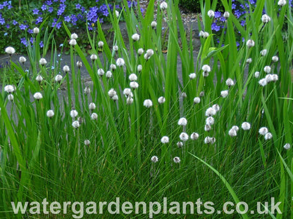 Eriophorum_vaginatum_Tufted_Cottongrass_or_Harestail_Cottongrass