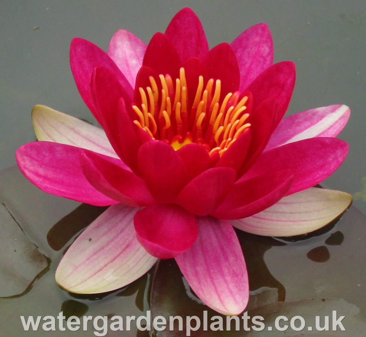 Waterlily Nymphaea 'Escarboucle'