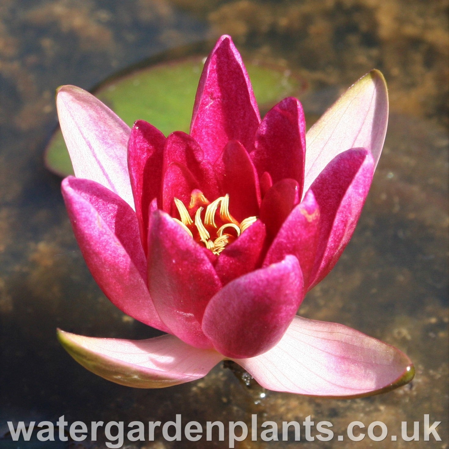 Waterlily Nymphaea 'Froebelii'