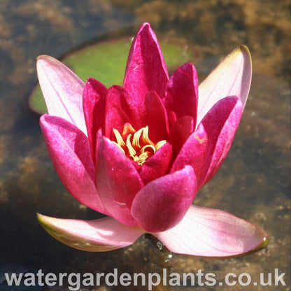 Waterlily Nymphaea 'Froebelii'