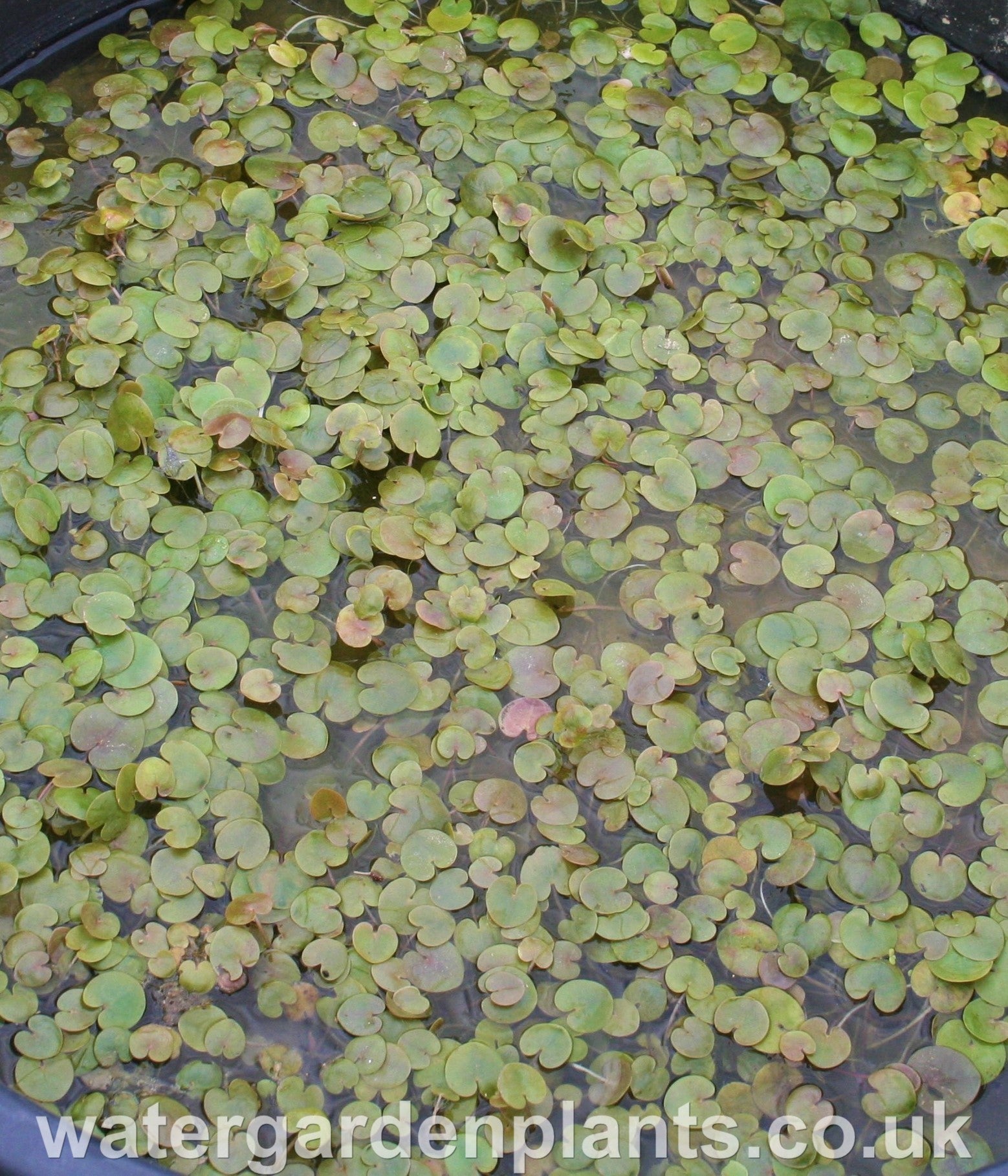 Hydrocharis morsus-ranae - Frogbit