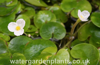 Hydrocharis_morsus-ranae_Frogbit