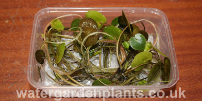 Hydrocharis_morsus-ranae_Frogbit in box