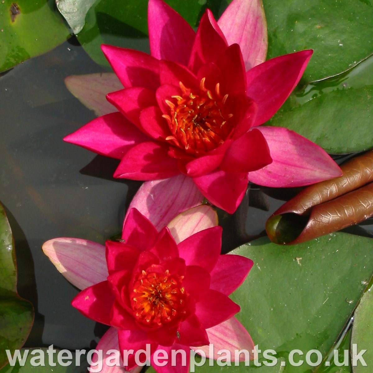 Waterlily Nymphaea 'Laydekeri Fulgens' 