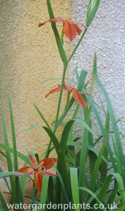 Iris_fulva_American_Copper_Iris