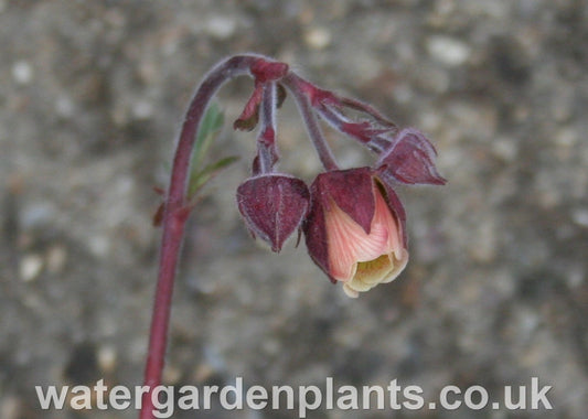 Geum rivale - Water Avens