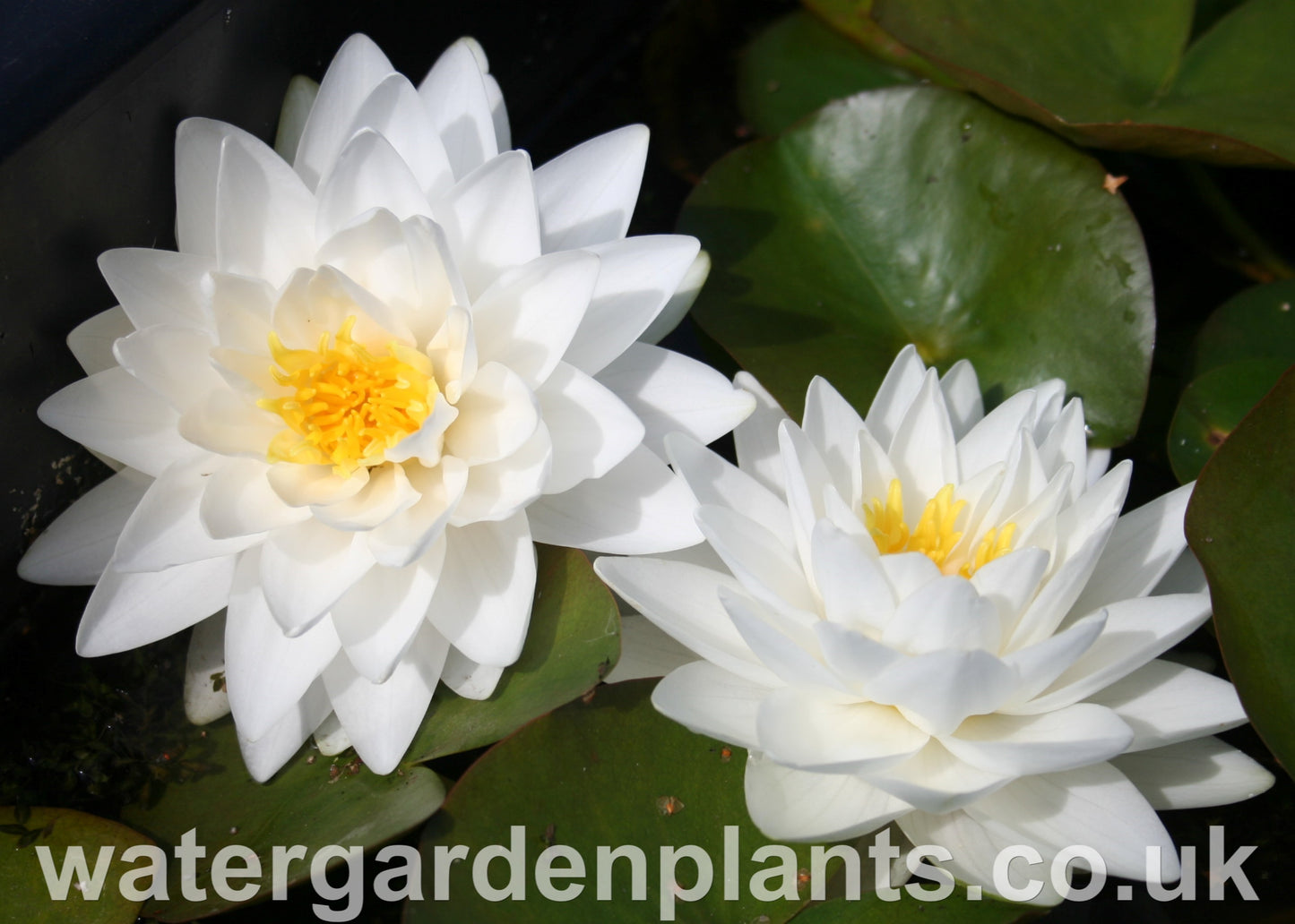 Waterlily Nymphaea 'Gonnère' (Snowball)