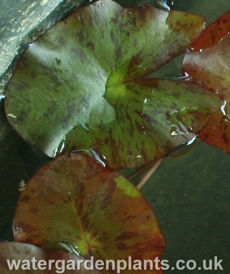 Waterlily Nymphaea 'Pygmaea Helvola'