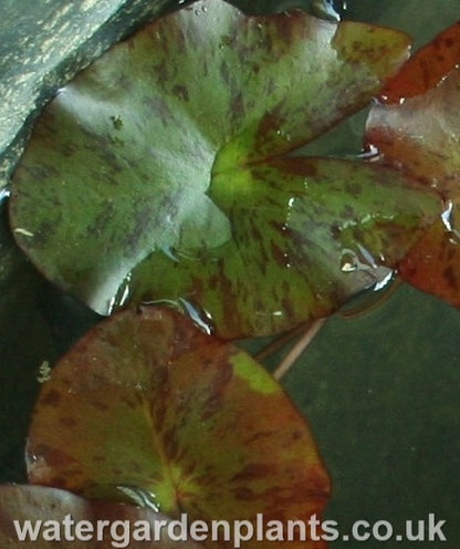 Waterlily Nymphaea 'Pygmaea Helvola'