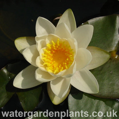 Waterlily Nymphaea 'Hermine'