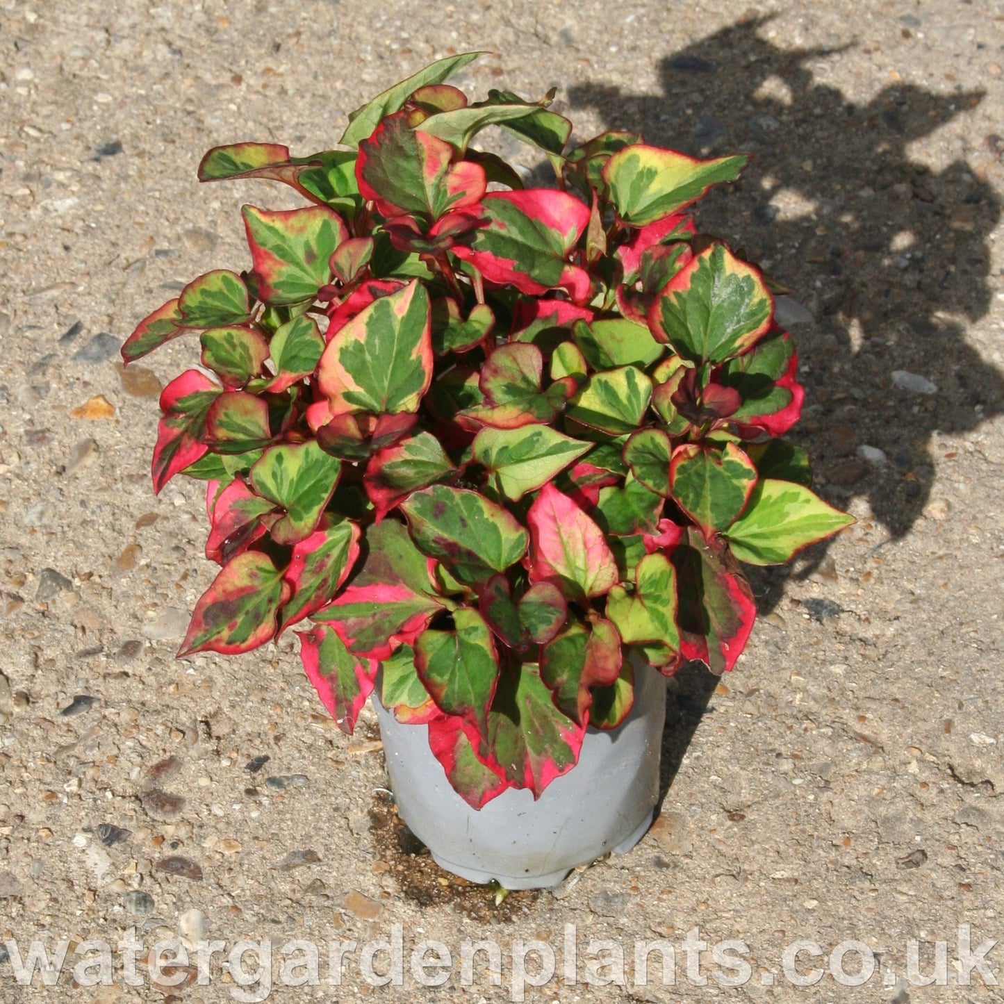 Houttuynia cordata 'Chameleon' - Chameleon Plant