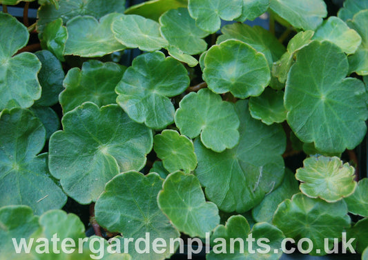 Hydrocotyle_vulgaris_Marsh_Pennywort