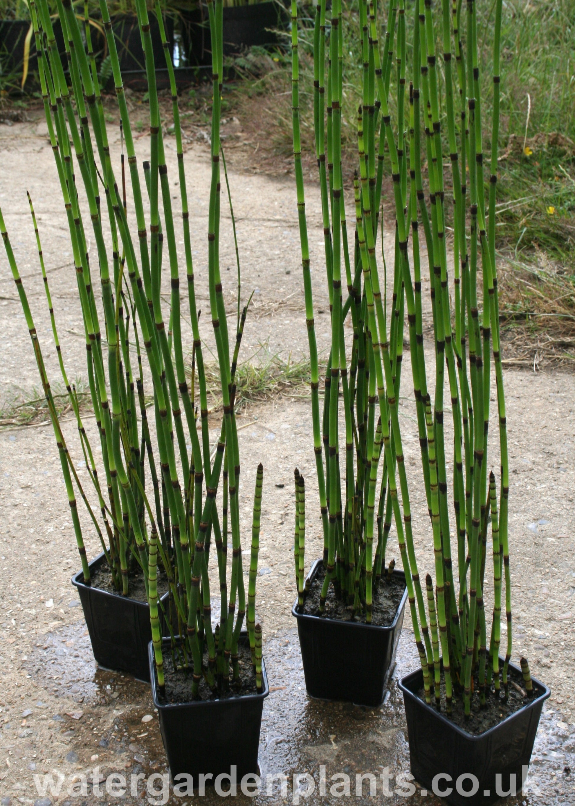 Equisetum_hyemale_Water_Horsetail_or_Rough_Horsetail