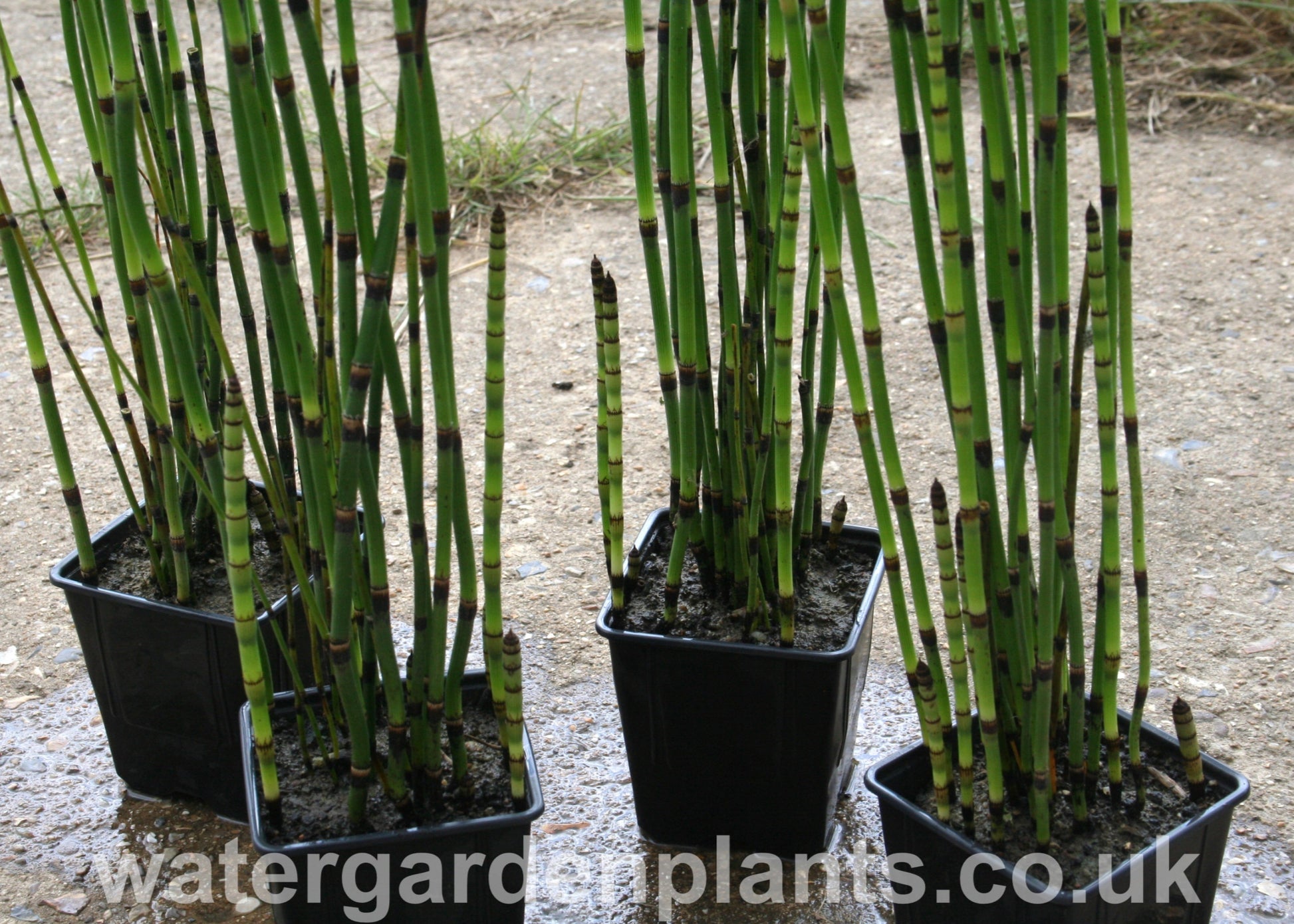 Equisetum_hyemale_Water_Horsetail_or_Rough_Horsetail