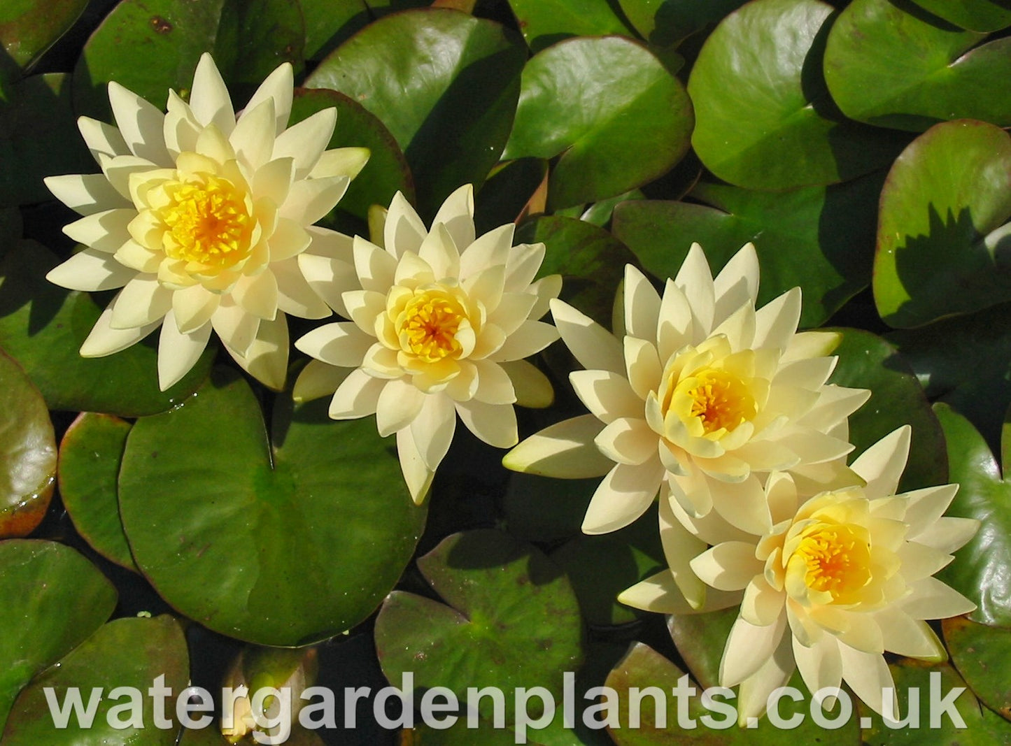 Waterlily Nymphaea 'Inner Light'