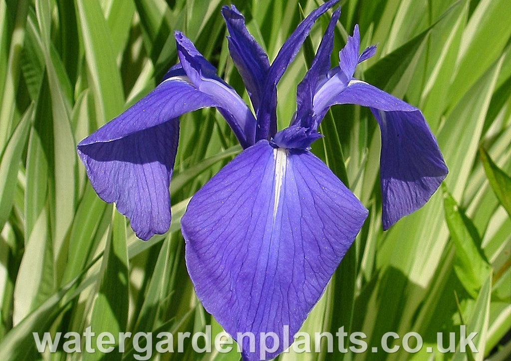 Iris laevigata 'Variegata' - Variegated Japanese Water Iris