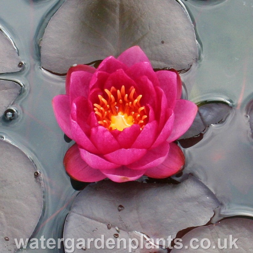 Waterlily Nymphaea 'James Brydon'