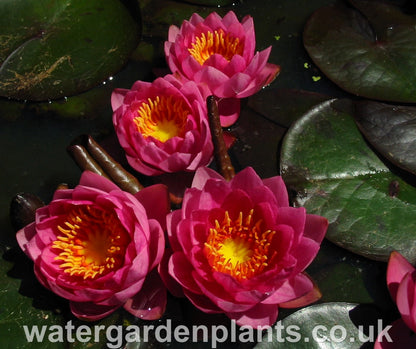 Waterlily Nymphaea 'James Brydon'