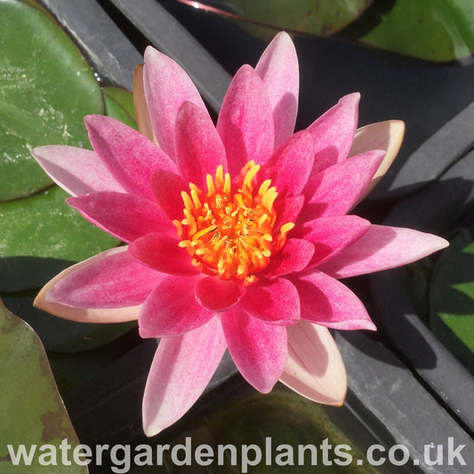 Waterlily Nymphaea 'Laydekeri Purpurata'