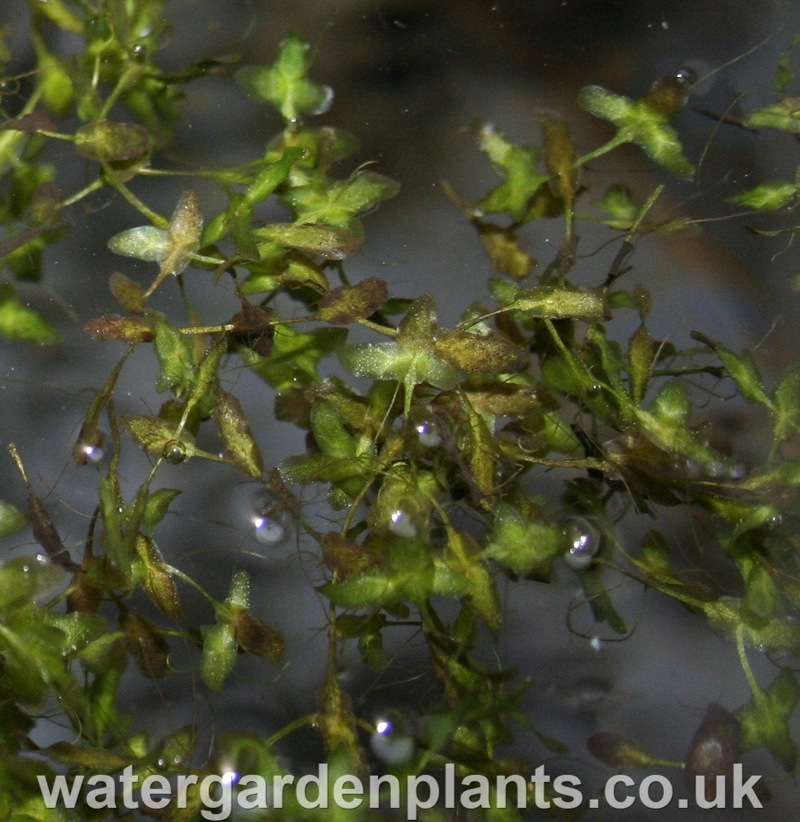 Lemna_trisulca_Ivy-Leaved_Duckweed