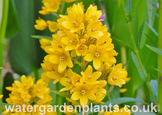 Lysimachia_vulgaris_Yellow_Loosestrife