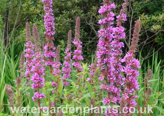 Lythrum_salicaria_Purple_Loosestrife