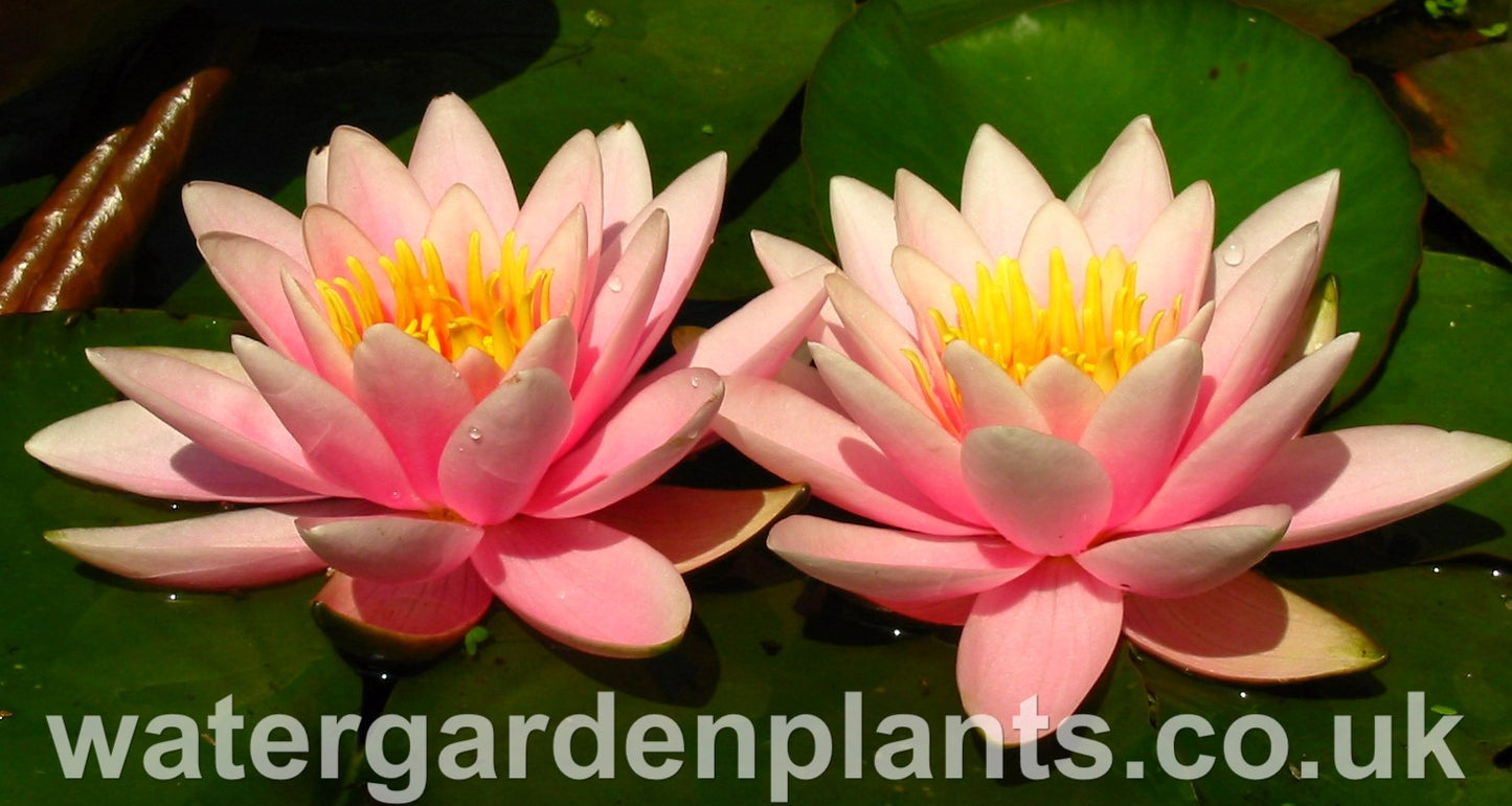 Waterlily Nymphaea 'Martha' 