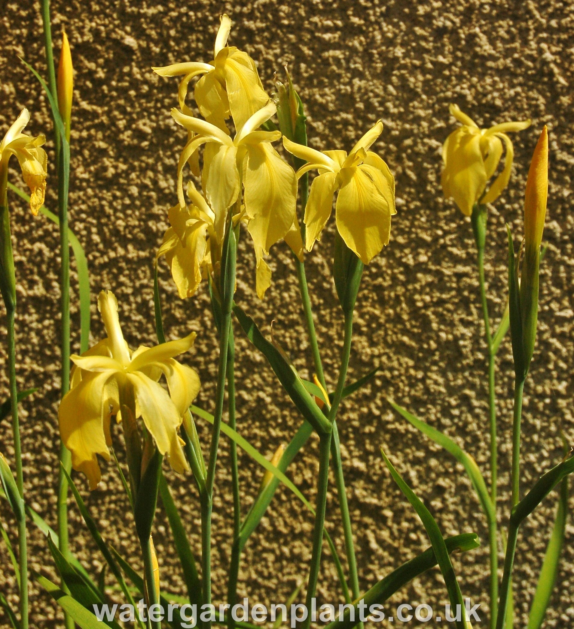 Iris_fulva_Marvell_Gold