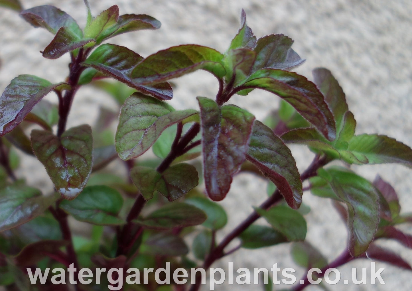 Mentha_aquatica_Water_Mint