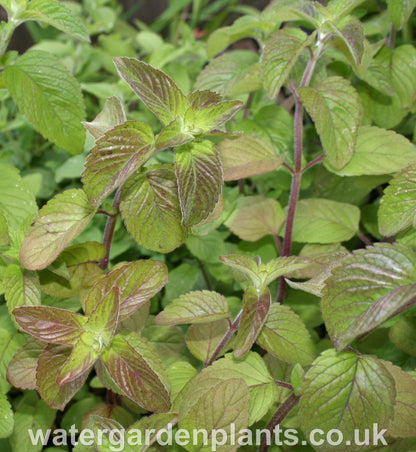 Mentha_aquatica_Water_Mint