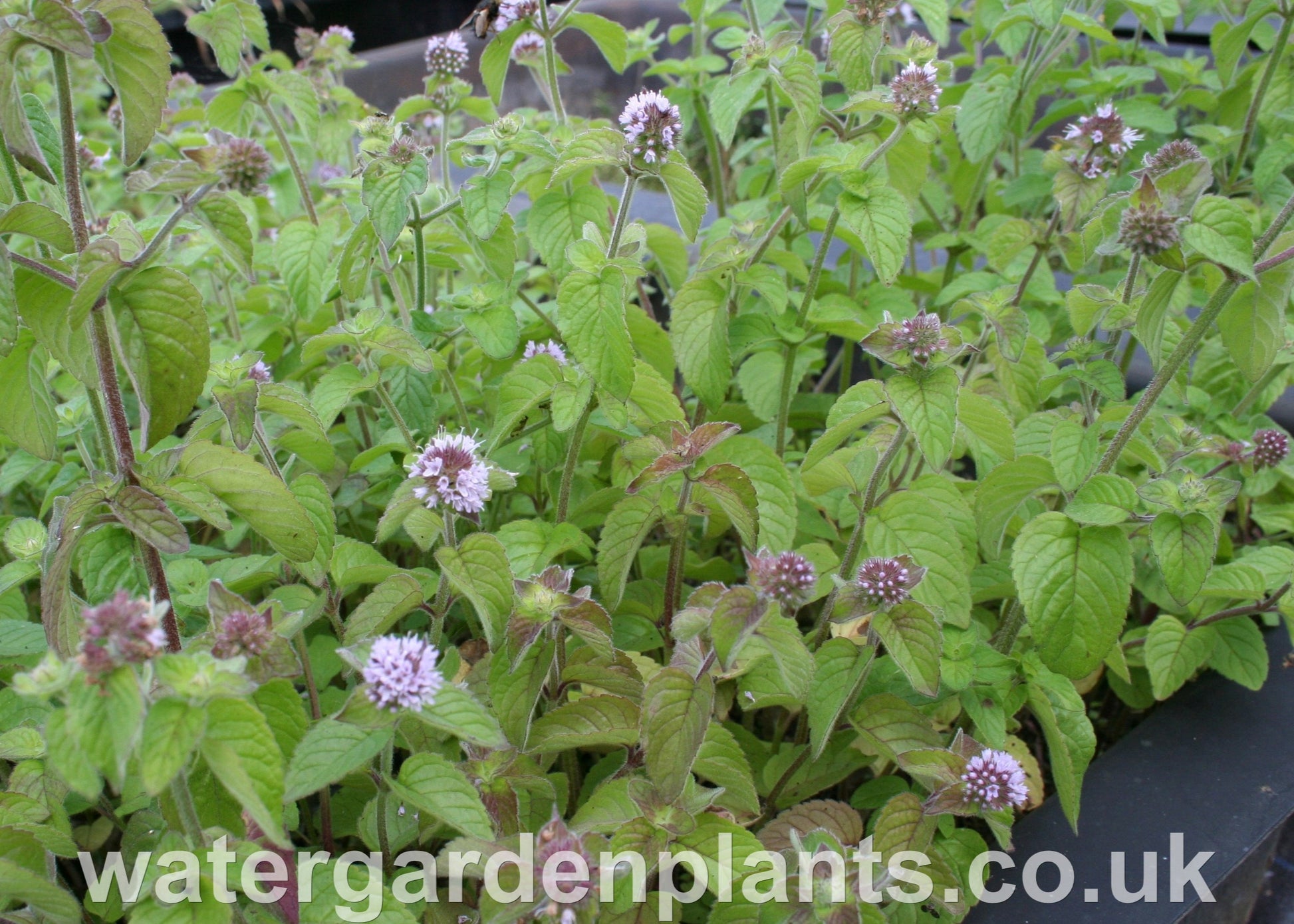 Mentha_aquatica_Water_Mint