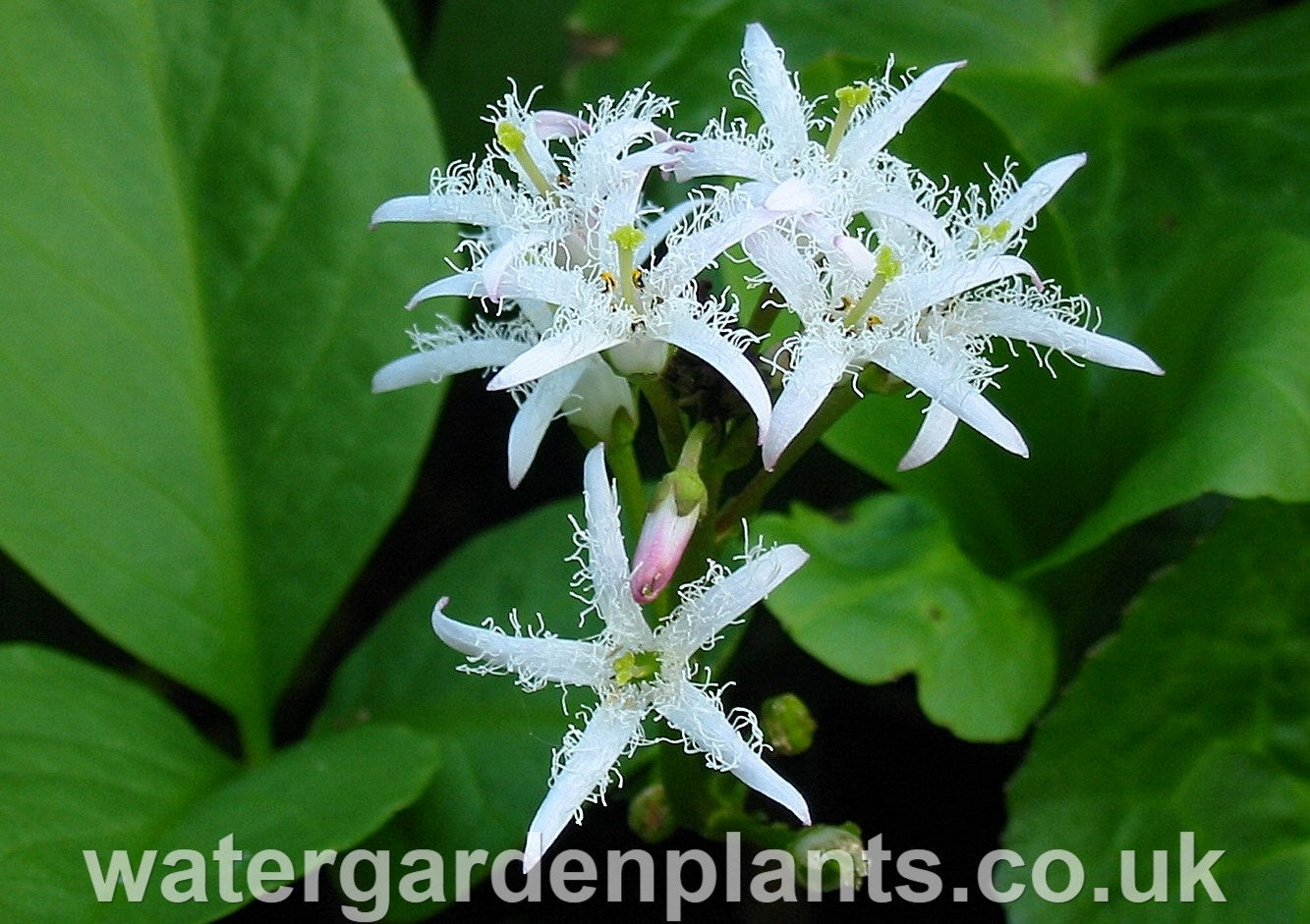 Menyanthes trifoliata Bog Bean