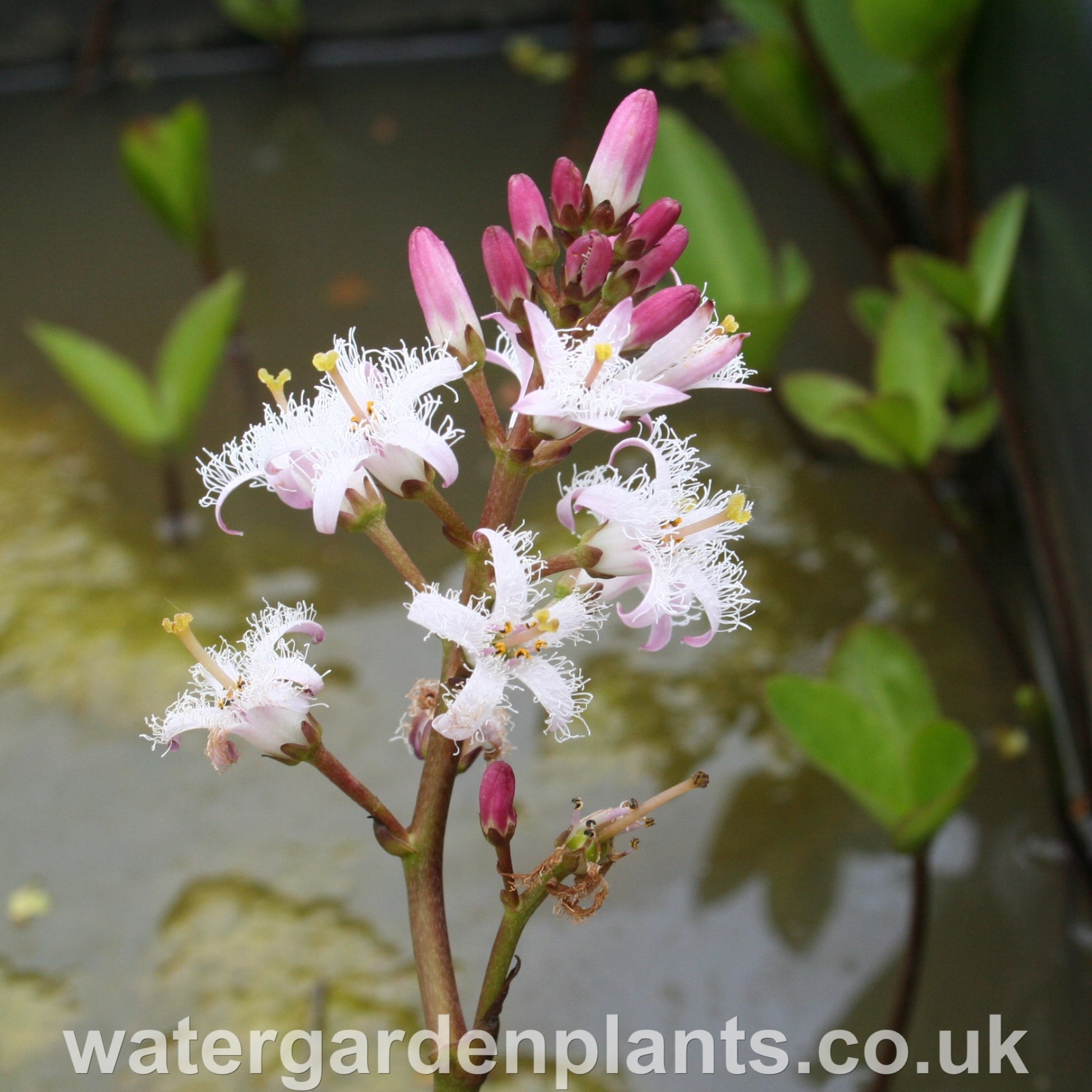 Menyanthes trifoliata Bog Bean