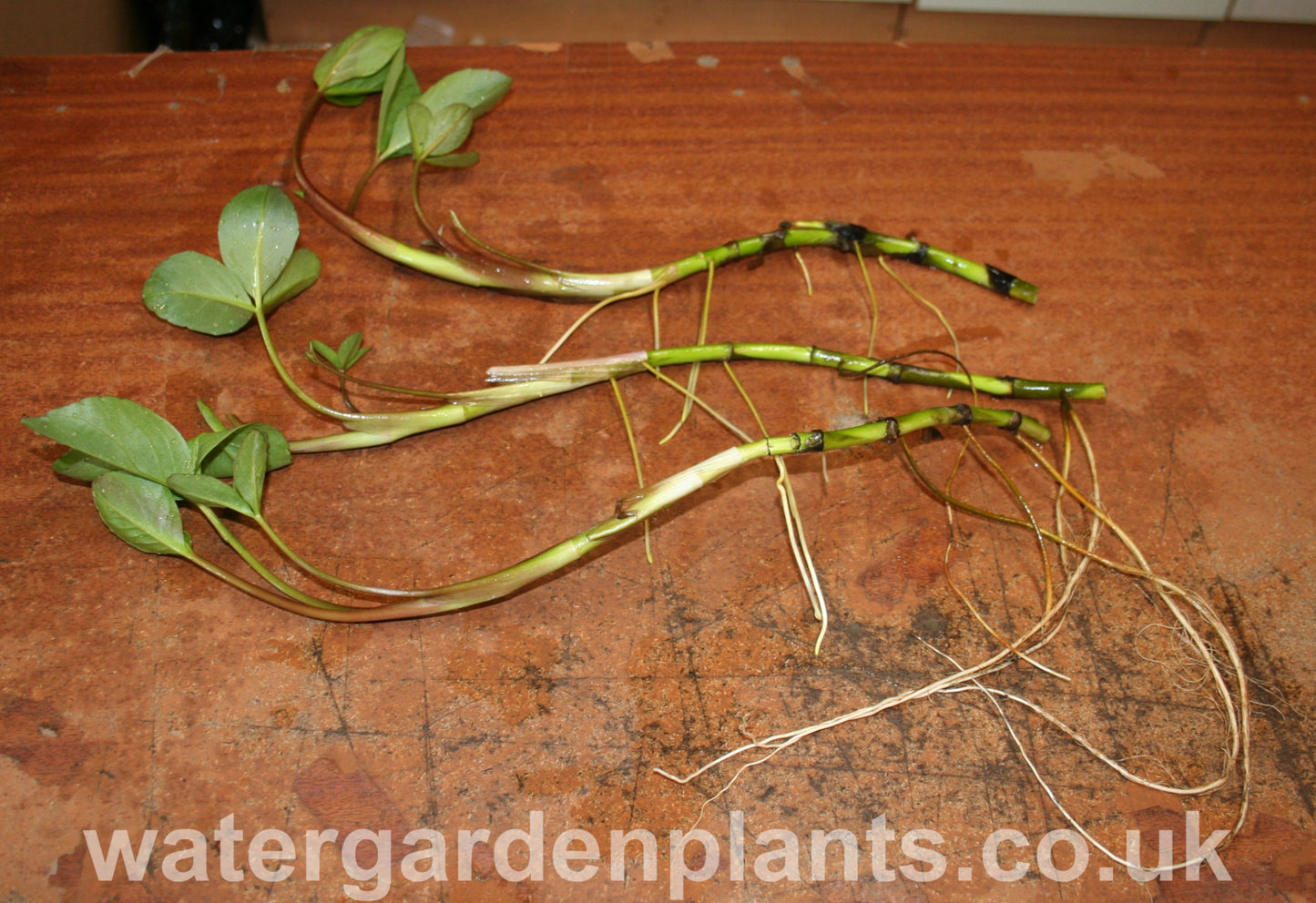 Menyanthes trifoliata Bog Bean on potting bench