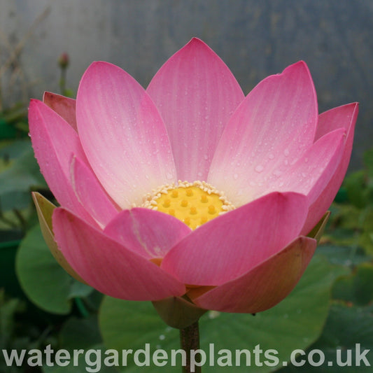 Nelumbo 'Mrs Perry D Slocum' Lotus