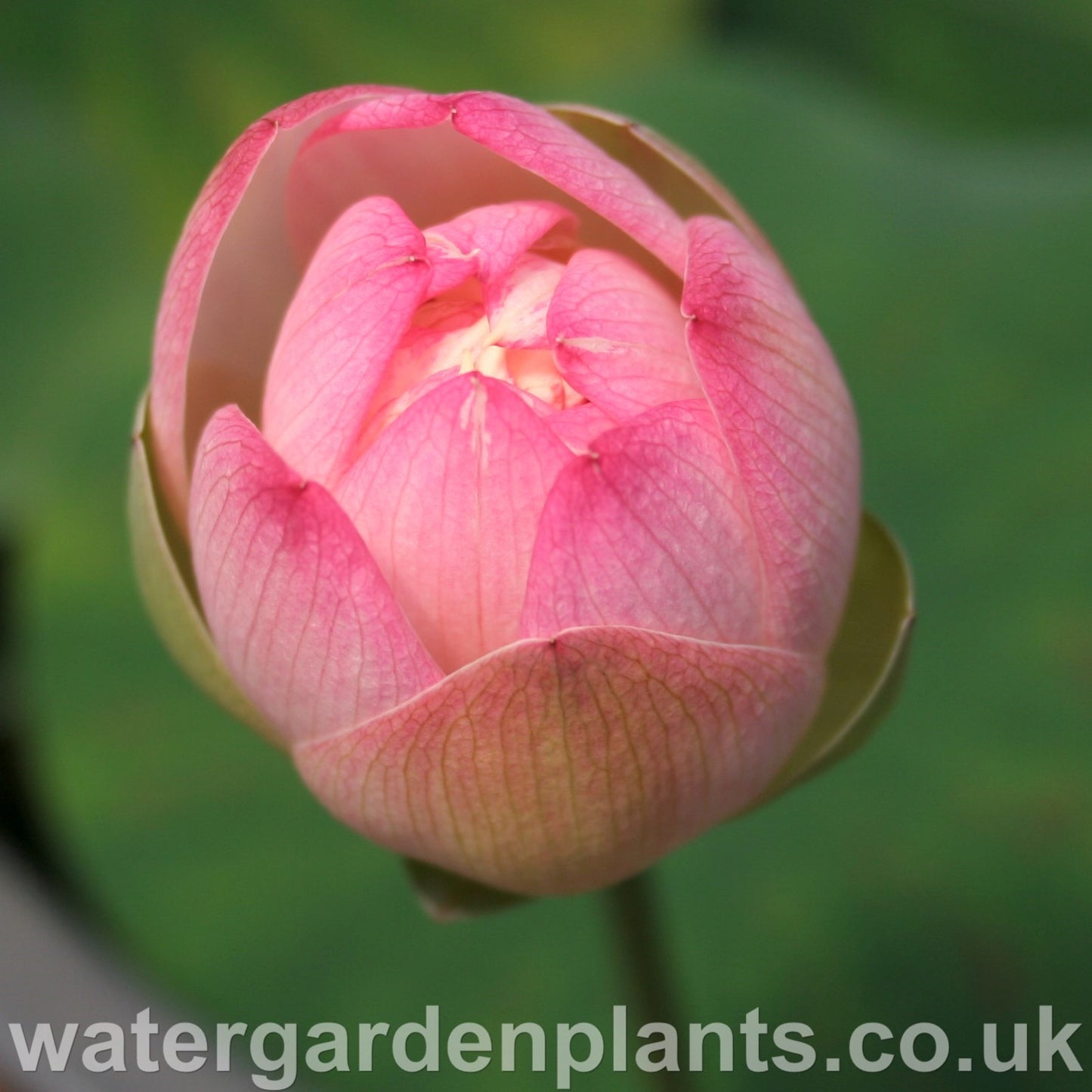 Lotus_Nelumbo_Pink_n_Yellow bud