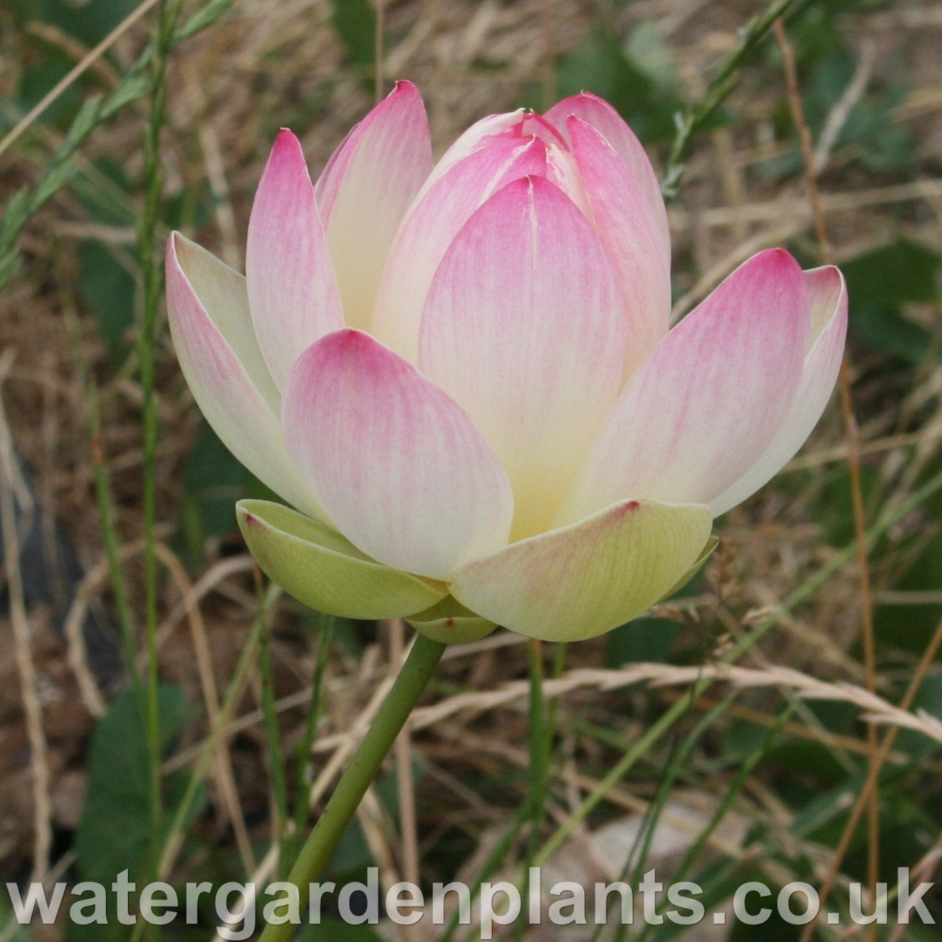 Lotus_Nelumbo_Pink_n_Yellow